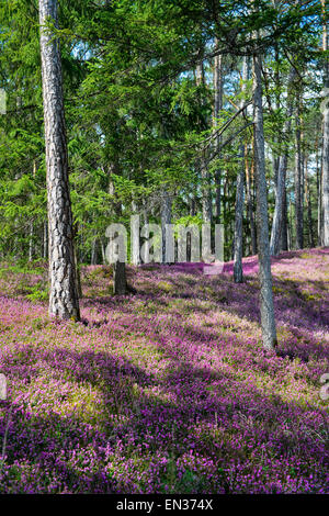 Blühenden Frühling Heide (Erica Carnea) in einem Wald, Ötztal, Tirol, Österreich Stockfoto