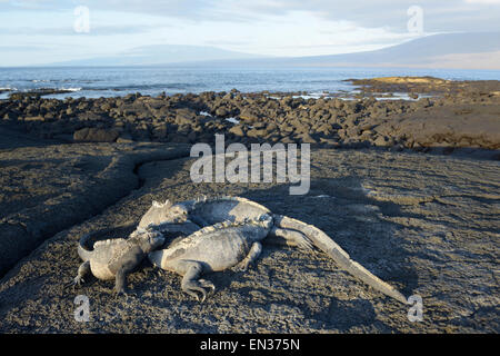 Meerechsen (Amblyrhynchus Cristatus) auf Lavastein, Punta Espinosa, Fernandina Insel, Galapagos-Inseln, Ecuador Stockfoto