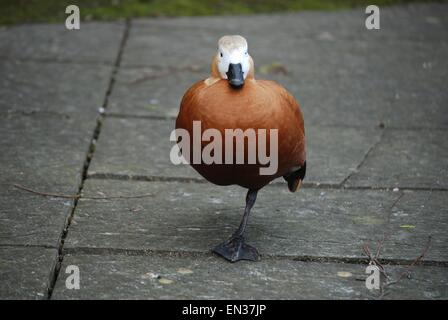 Ruddy Shelduck Ente steht auf einem Bein Stockfoto