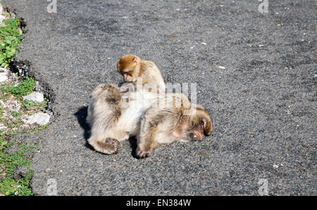 Barbary Macaque Affen, Macaca Sylvanus, Gibraltar, britische Terroritory in Südeuropa Stockfoto