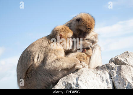 Barbary Macaque Affen, Macaca Sylvanus, Gibraltar, britische Terroritory in Südeuropa Stockfoto