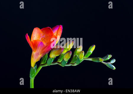 Rot Freesien (Freesia) mit Wassertropfen Stockfoto