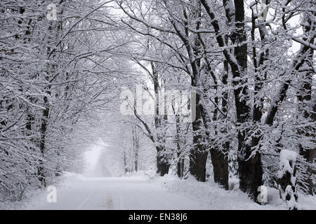 Winter Sturm, Schnee bedeckte Bäume in sanftem Grau Licht, Eastern Townships, Ville de Lac Brome, Stadt von Brome Lake, Quebec, Kanada Stockfoto