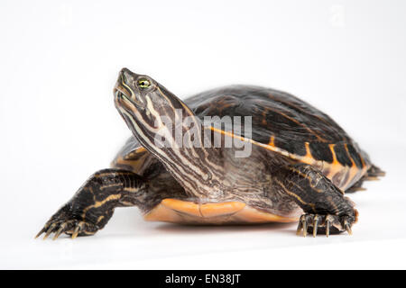 Bauche Schieberegler (ist Scripta Scripta) Stockfoto