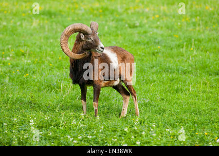 Mufflon (Ovis Ammon Musimon), Ram, in Gefangenschaft, Bayern, Deutschland Stockfoto