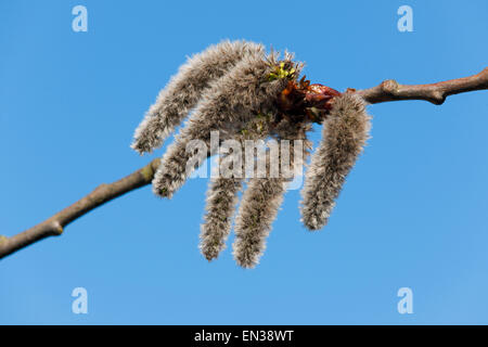 Aspen (Populus Tremula), männliche Kätzchen, Niedersachsen, Deutschland Stockfoto