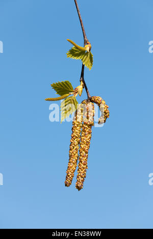 Silver Birch oder warzige Birke (Betula Pendel), oben weibliche Blütenstände, männlichen Blütenstände unten, Niedersachsen, Deutschland Stockfoto