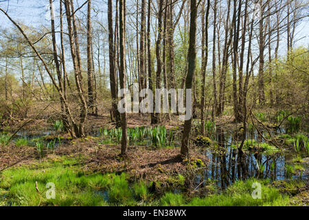 Erle Carr, gemeinsame Erlen (Alnus Glutinosa) im Frühjahr, Wunstorfer Moor Naturschutzgebiet, Niedersachsen, Deutschland Stockfoto