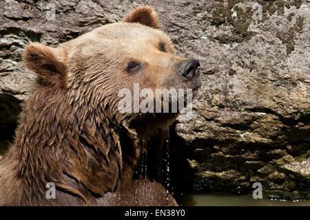 Eurasische Braunbären (Ursus Arctos Arctos), Gefangenschaft, Bayerischer Wald, Bayern, Deutschland Stockfoto