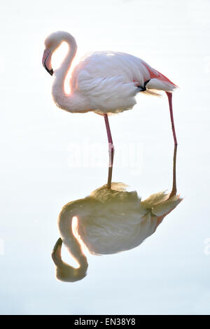 Rosaflamingo (Phoenicopterus Ruber Roseus), Reflexion, in Gefangenschaft, Baden-Württemberg, Deutschland Stockfoto