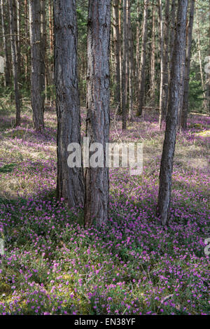 Blühenden Frühling Heide (Erica Carnea) in einem Wald, Tirol, Österreich Stockfoto