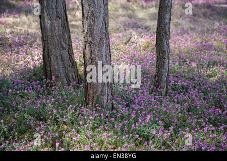 Blühenden Frühling Heide (Erica Carnea) in einem Wald, Tirol, Österreich Stockfoto