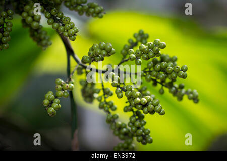 Grüner Pfeffer (Piper Nigrum) auf dem Strauch, Kerala, Indien Stockfoto