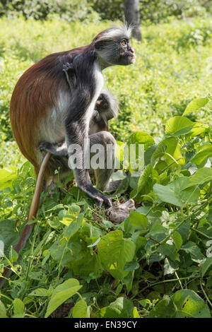 Sansibar Red Colobus (Procolobus Kirkii), Weibchen mit jungen in den Büschen, endemische Arten Jozani Chwaka Bay National Park Stockfoto