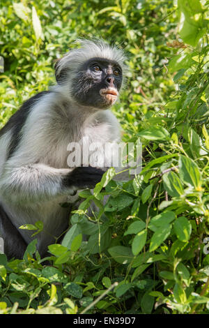 Sansibar Red Colobus (Procolobus Kirkii) sitzen in den Büschen, endemische Arten, Jozani Chwaka Bay National Park, Unguja Stockfoto