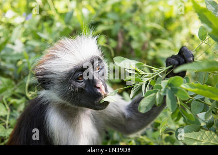 Zanzibar Rote Stummelaffen (Procolobus Kirkii) ernähren sich von Blättern, endemische Arten, Jozani Chwaka Bay National Park, Unguja Stockfoto