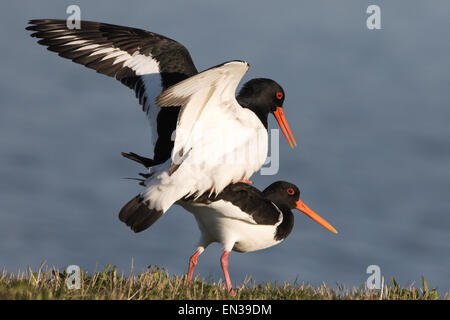 Austernfischer (Haematopus Ostralegus), Paarung, Texel, Niederlande Stockfoto