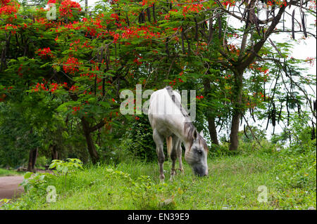 Ein weißes Pferd ist mit einer bunten Kulisse Weiden. Stockfoto