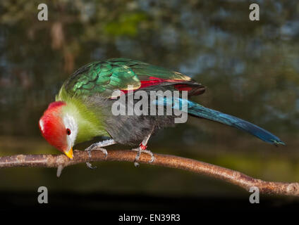 Rot Crested Turaco (Tauraco Erythrolophus) Stockfoto