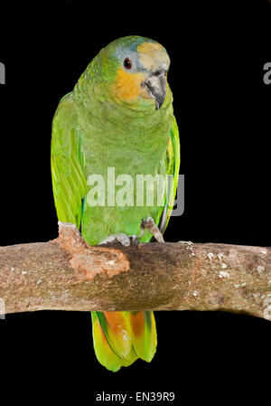 Orange-Winged Amazon (Amazona Amazonica) Stockfoto