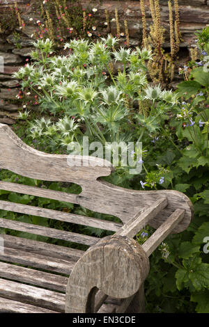 Großbritannien, England, Somerset, Cheddon Fitzpaine, Hestercombe Gärten, Disteln wachsen hinter verwitterte Eiche Bank Stockfoto