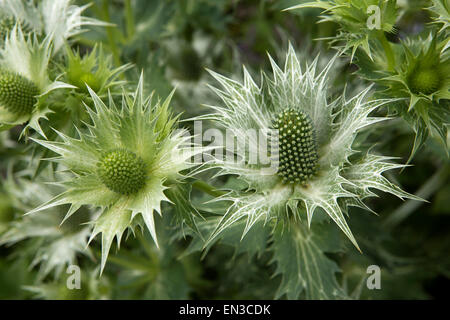 Großbritannien, England, Somerset, Cheddon Fitzpaine, Hestercombe Gärten, Disteln Stockfoto