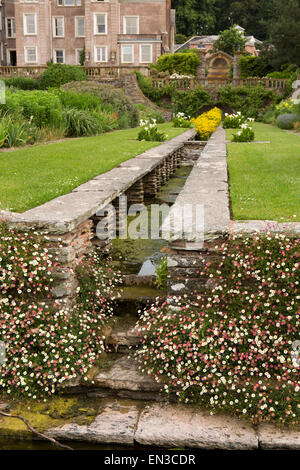 Großbritannien, England, Somerset, Cheddon Fitzpaine, Hestercombe Gärten, Rill Ende mit rosa, weißen Erigeron Karvinskianus Gänseblümchen gepflanzt Stockfoto