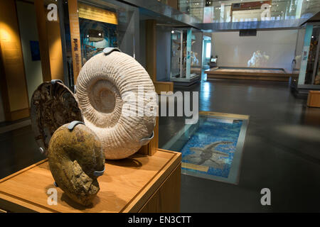 Großbritannien, England, Somerset, Taunton, Schlossmuseum, archäologische Exponate Stockfoto