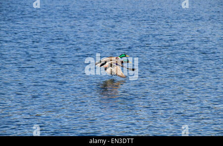 Dundee, Schottland, 27. April 2015. Großbritannien Wetter. Der Frühling ist die Paarungszeit Mallard Enten am Clatto Park Pond in Dundee, Schottland. Bildnachweis: Dundee Photographics / Alamy Live News Stockfoto