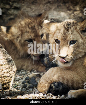 Barbary Löwe (Panthera Leo Leo). Zwei niedliche Löwenbabys. Stockfoto