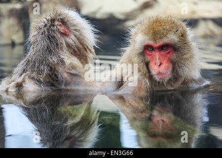 Affen in einem natürlichen Onsen (heiße Quelle), befindet sich in Jigokudani Park, Yudanaka Schnee. Nagano, Japan. Stockfoto