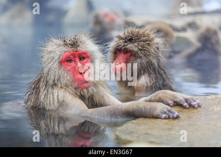 Affen in einem natürlichen Onsen (heiße Quelle), befindet sich in Jigokudani Park, Yudanaka Schnee. Nagano, Japan. Stockfoto