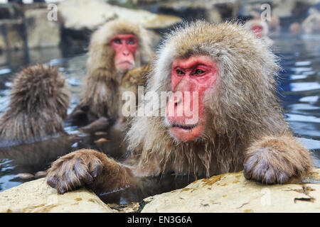 Affen in einem natürlichen Onsen (heiße Quelle), befindet sich in Jigokudani Park, Yudanaka Schnee. Nagano, Japan. Stockfoto