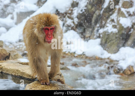 Schnee-Affen in einem natürlichen Onsen (heiße Quelle), befindet sich in Jigokudani Park, Yudanaka. Nagano, Japan. Stockfoto