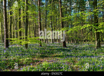 Frühling-Glockenblumen im Wald in der Nähe von Clumber in Nottinghamshire, England UK Stockfoto