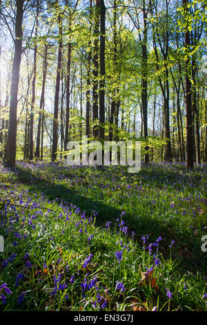 Frühling-Glockenblumen im Wald in der Nähe von Clumber in Nottinghamshire, England UK Stockfoto