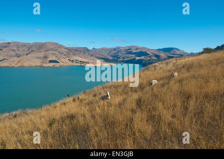 Lyttelton, Neuseeland. 16. Februar 2015. Lyttelton, Neuseeland - 16. Februar 2015 - Ansicht von Lyttelton Harbour und der Banks Peninsula, aufgenommen von den Port Hills mit einigen Schafen im Vordergrund am 16. Februar 2015 in Lyttelton, Neuseeland. © Dpa/Alamy Live-Nachrichten Stockfoto