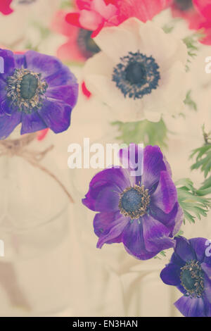 blaue Anemone Blumen Stockfoto