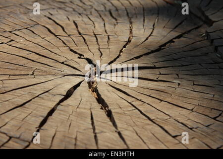 Holzmaserung und Struktur aufspalten Stockfoto