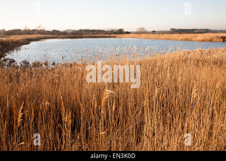 Wasserspeicherung Stausee zur Bewässerung von Ackerland, Bawdsey, Suffolk, England, UK Stockfoto