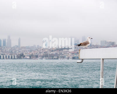 Fähre mit Seagiull mit Blick über den Bosporus nach Besiktas europäischen Teil von Istanbul, Türkei Stockfoto