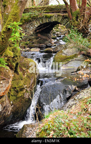 Eine kleine Steinbrücke über einen schmalen Fluss in Hafod Immobilien in Ceredigion in Mid Wales. Stockfoto