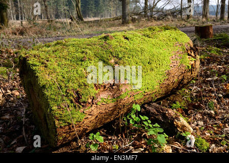 Moos bedeckt Log im Wald. Stockfoto