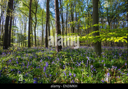 Frühling-Glockenblumen im Wald in der Nähe von Clumber in Nottinghamshire, England UK Stockfoto