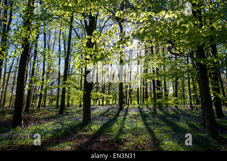 Frühling-Glockenblumen im Wald in der Nähe von Clumber in Nottinghamshire, England UK Stockfoto