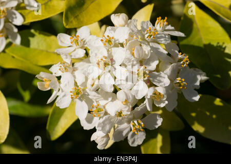 Mexikanische Orange oder Mock Orange (Choisya) blühen. Stockfoto