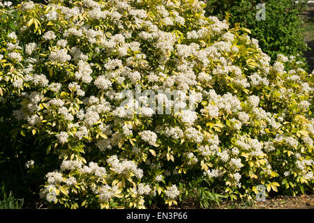 Mexikanische Orange oder Mock Orange (Choisya) blühen. Stockfoto