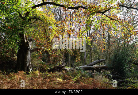 Eine Lichtung im Wald. Stockfoto