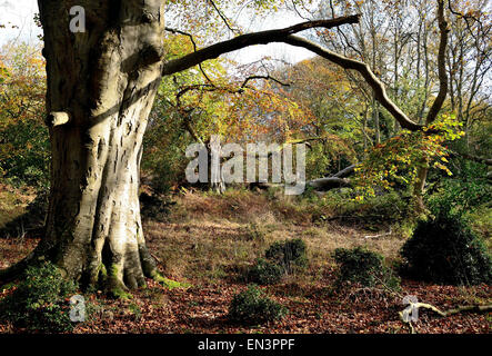 Eine Lichtung im Wald. Stockfoto