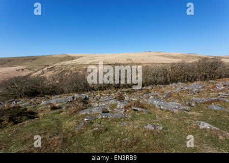 Wistman Holz mit Beardown ren im Hintergrund Stockfoto